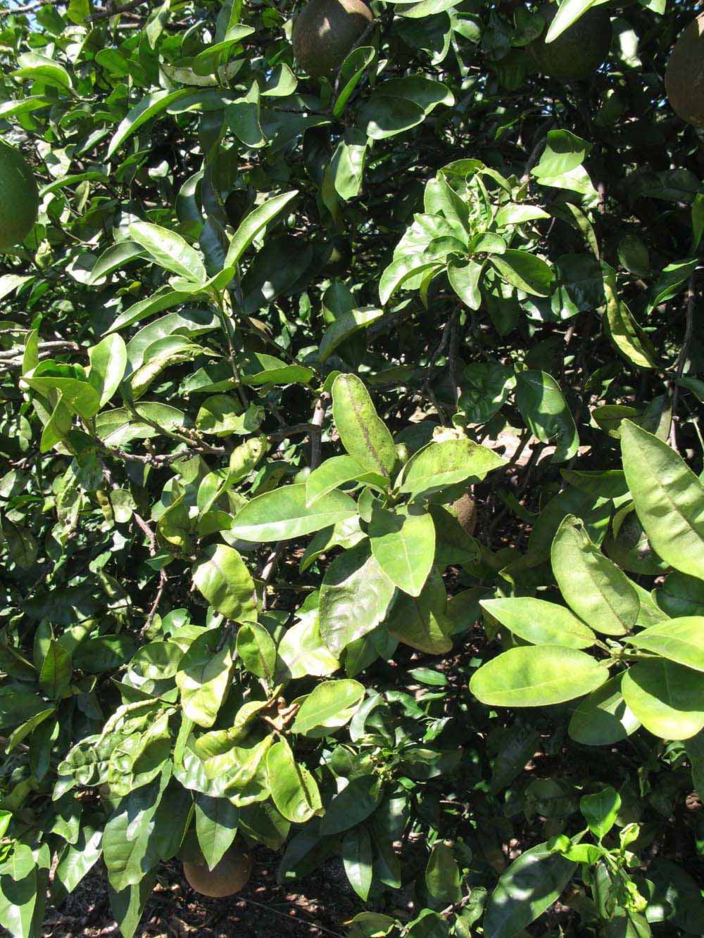              Sun leaves (Winter Haven, FL)       